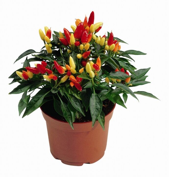 capsicum capsicum в HondroFrost за полиартрит